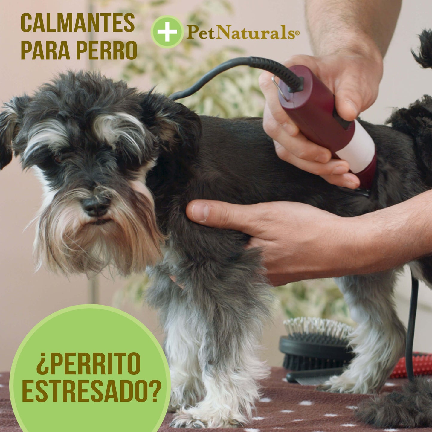 Calmantes para Perros Medianos y Grandes