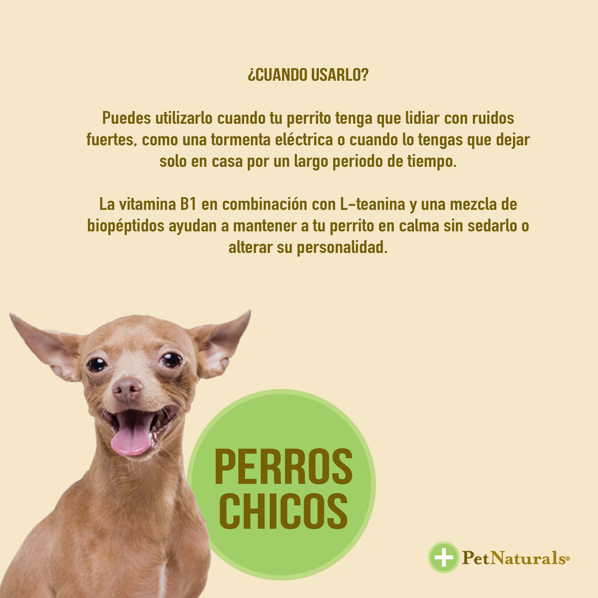 Calmantes para Perros Chicos