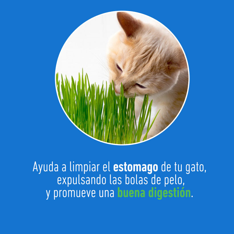 Catgrass de Trigo, Pasto para Gato