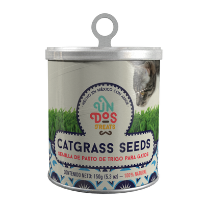 Catgrass Seeds Semillas de pasto de trigo para gatos